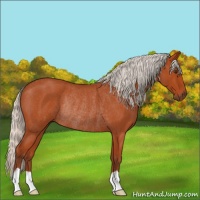 Horse Color:Silver Brown Roan Rabicano