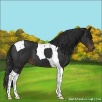 Horse Color:Liver Chestnut Tobiano 