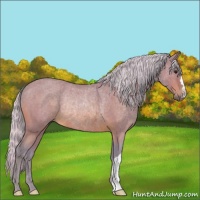 Horse Color:Watercolor Silver Bay Roan Rabicano 