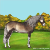 Horse Color:Silver Brown Onyx
