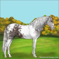 Horse Color:Silver Brown Tobiano 