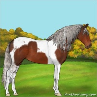 Horse Color:Silver Brown Tobiano 