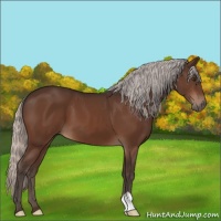 Horse Color:Silver Brown 