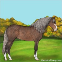 Horse Color:Silver Brown Sabino 