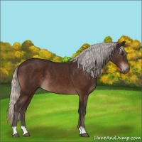 Horse Color:Silver Brown 