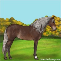 Horse Color:Silver Brown Rabicano 