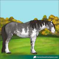 Horse Color:White Spotted Liver Chestnut Sabino