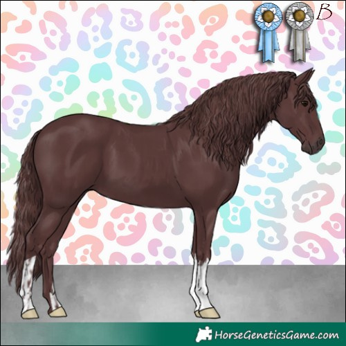 Horse Color:Chocolate Black and Chocolate Black