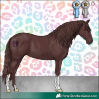Horse Color:Chocolate Black  and Chocolate Black 