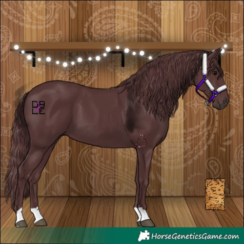 Horse Color:Chocolate Black