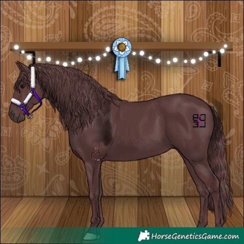 Horse Color:Chocolate Black