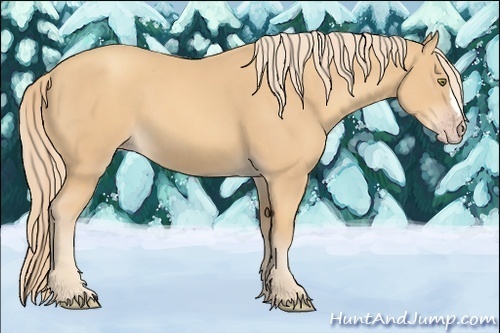 Horse Color:Gold Champagne