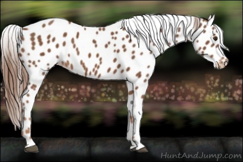 Horse Color:Chestnut Appaloosa 