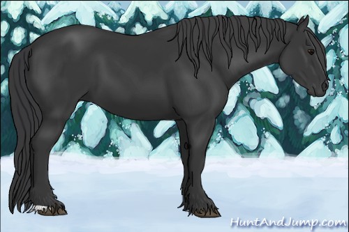 Horse Color:Black 
