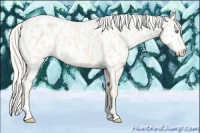 Horse Color:Cremello Tobiano Appaloosa 