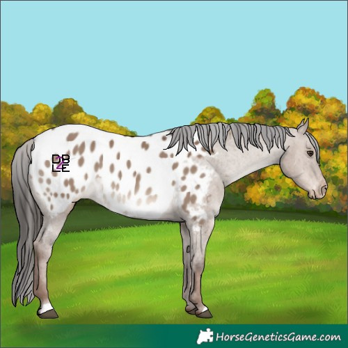Horse Color:Liver Red Dun Appaloosa
