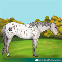 Horse Color:Liver Red Dun Appaloosa 