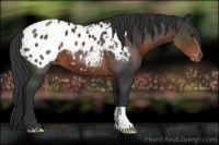 Horse Color:Brown Appaloosa 