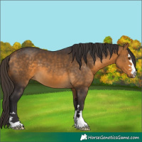 Horse Color:Buckskin 