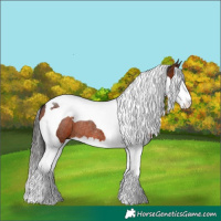 Horse Color:Brown Splash Tobiano Rabicano 