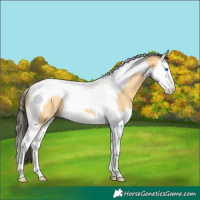 Horse Color:Buckskin Splash Tobiano Rabicano 
