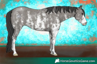 Horse Color:Grullo Sabino