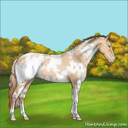Horse Color:White Spotted Buckskin Pearl Appaloosa 
