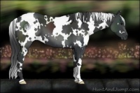 Horse Color:White Spotted Black 