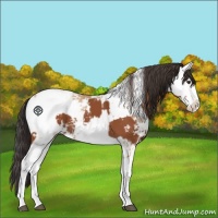 Horse Color:Bay Sabino  and Amber Champagne Sabino 