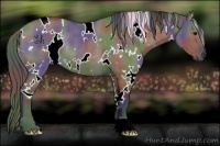 Horse Color:Nacre White Spotted Grullo Rabicano 