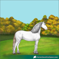 Horse Color:Red Dun Tobiano Appaloosa Rabicano 