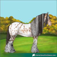 Horse Color:Bay Dun Tobiano Blanket 
