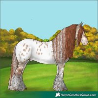 Horse Color:Liver Red Dun Tobiano Appaloosa 