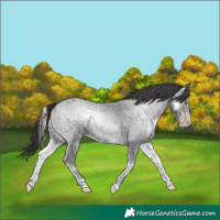 Horse Color:Classic Cream Champagne Chinchilla Onyx 