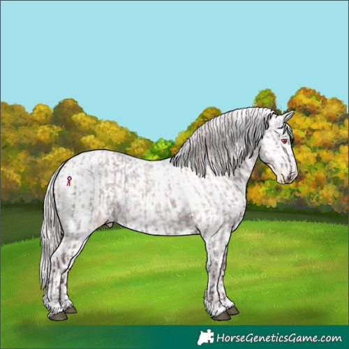 Horse Color:Chocolate Silver Smoky Blue Chinchilla Roan  and Silver Classic Cream Champagne Roan Appaloosa 