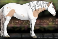 Horse Color:Amber Champagne Splash Tobiano Appaloosa Rabicano 