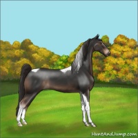 Horse Color:Liver Chestnut Tobiano 