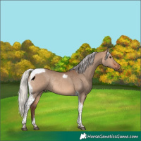 Horse Color:Silver Bay Dun Tobiano Rabicano