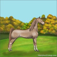 Horse Color:Red Dun Tobiano Appaloosa Rabicano 