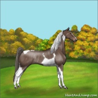 Horse Color:Liver Chestnut Mushroom Tobiano Rabicano