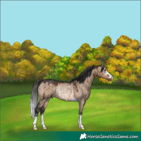 Horse Color:Brown Dun Rabicano Brindle 