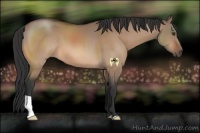 Horse Color:Brown Dun 