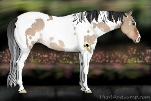 Horse Color:White Spotted Brown Dun Tobiano Rabicano 