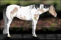 Horse Color:White Spotted Brown Dun Tobiano Rabicano 