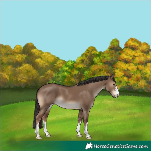Horse Color:Liver Red Dun 
