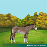 Horse Color:Liver Red Dun 
