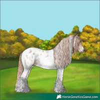 Horse Color:Gray White Spotted Liver Red Dun Tobiano Appaloosa 