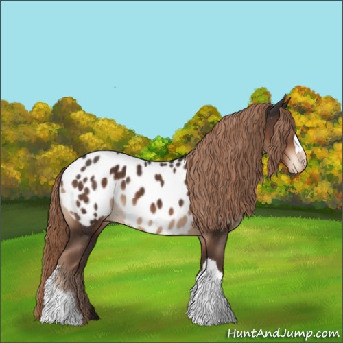 Horse Color:Liver Chestnut Appaloosa 