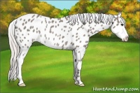 Horse Color:Silver Grullo Frame Appaloosa Rabicano 