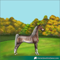Horse Color:Silver Brown Rabicano 